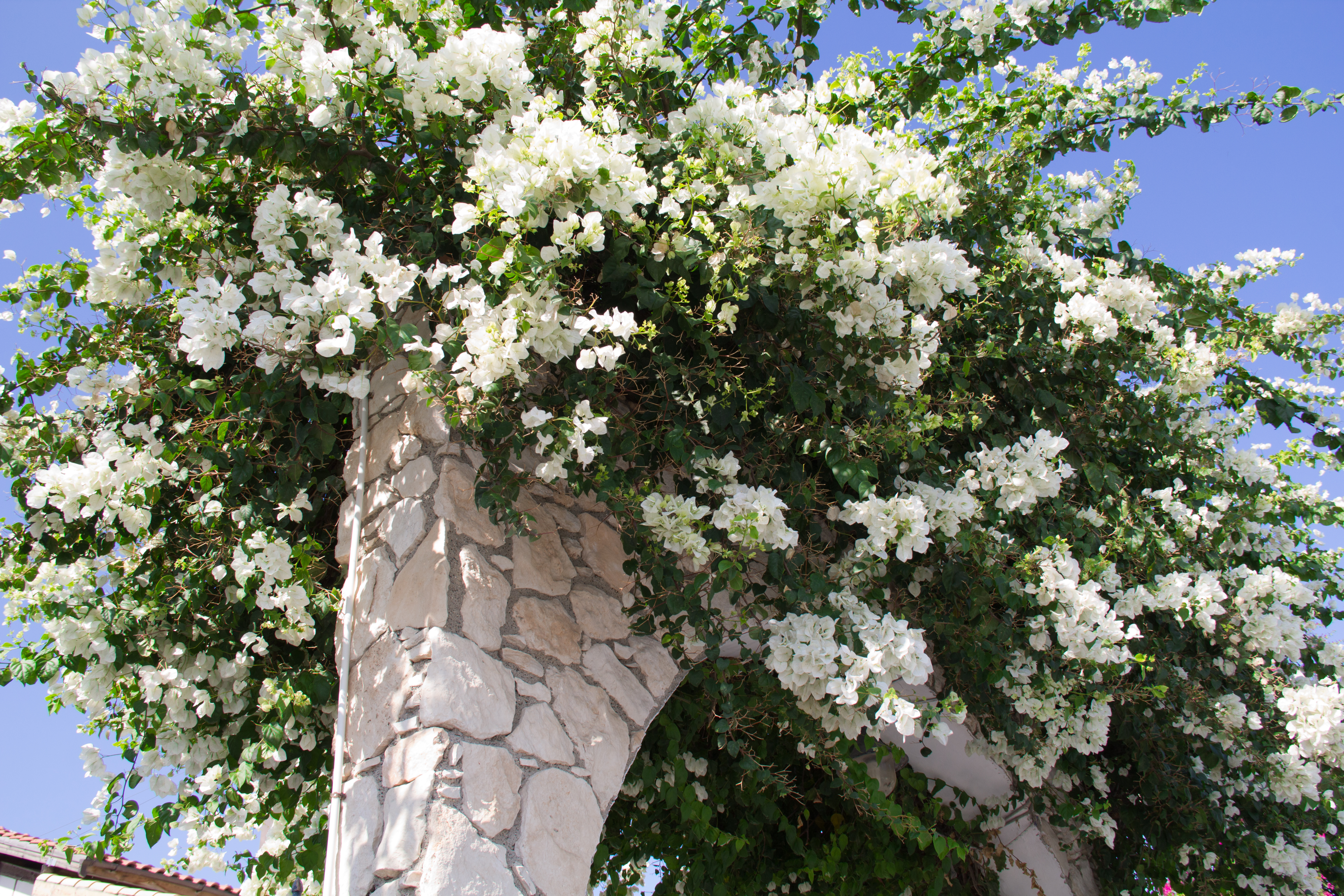 Какое дерево цветет белым цветом